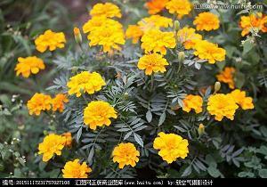 孩子对父母道感恩的句子11句