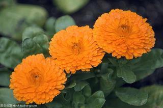 浪漫文艺的爱情句子