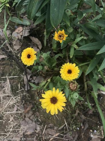 表白不肉麻不煽情的话语(精选30句)