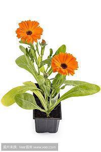 用如火如荼造句大全