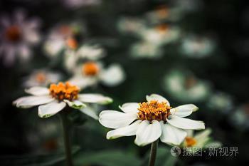 淡雅唯美古风意境句子
