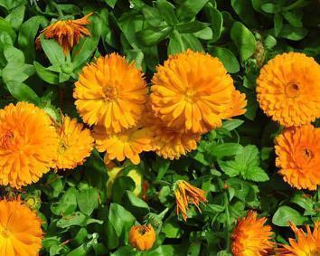 小暑节气的朋友圈句子(精选25句)