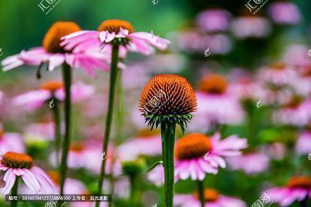 2021立春优美句子75句