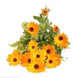 见父母开心的句子