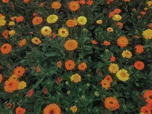 喜欢冬天的句子大全(精选41句)