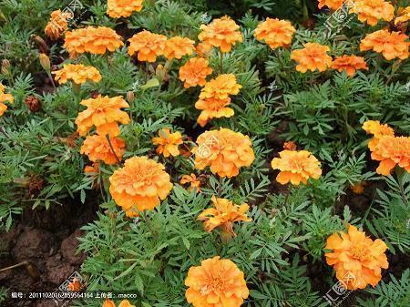 表达心情的爱情伤感句子(精选40句)