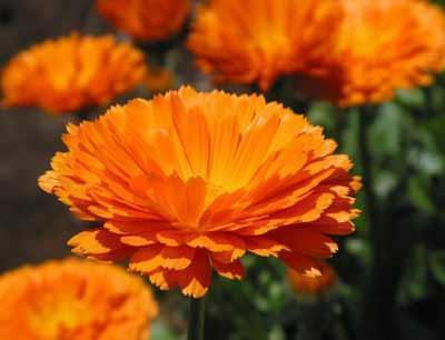 有关表白对方的句子精选57句