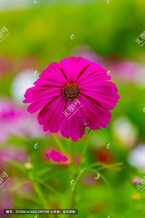 晚安心语正能量 晚安心语正能量语录(精选49句)