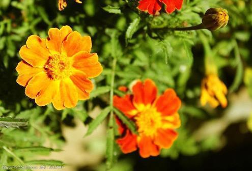 2021年牛年春节吉祥六字春联