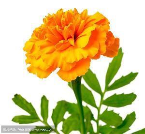 唯美伤感的短句子  内心的柔软不能触碰