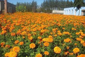 早晨起来发朋友圈的句子 早上好，感谢你陪我走过每一个日子