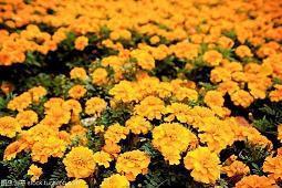 关于七夕的句子