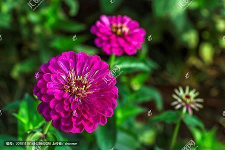 庆祝国庆的词语句子 庆祝国庆的句子有哪些(精选33句)