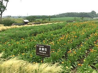 赞美军训的句子大全2021年(精选37句)
