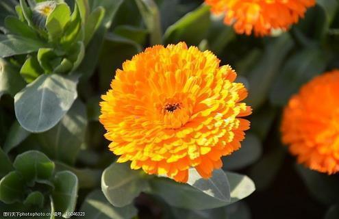 关于暗恋的优美句子 表达暗恋的句子(精选47句)