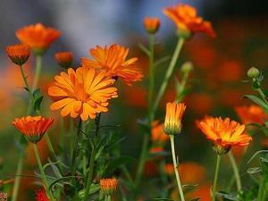 冬至文案说说搞笑幽默(精选57句)