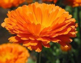 句子大全简短的霸气兄弟