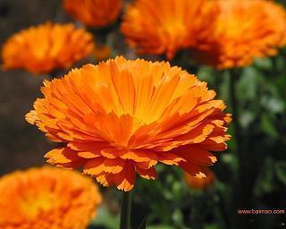 早上发朋友圈的简短正能量语录摘抄27句