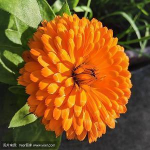 情人节的句子唯美短句