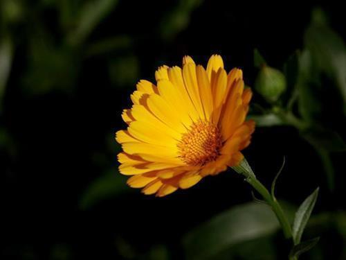 写春天的句子简短