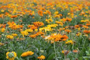 结婚爱情宣言经典句子 结婚的爱情句子(精选37句)