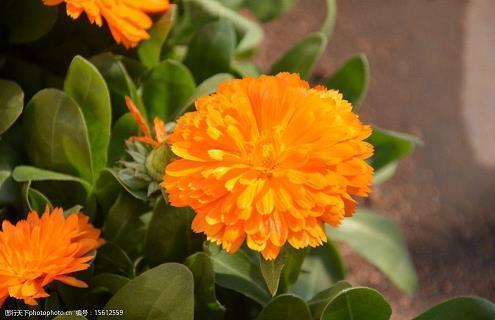 心里苦说不出伤感句子 陌上流年，我为你饮下了爱的毒