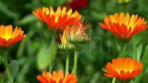 关于星辰的唯美文案 关于星辰的唯美句子