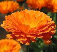 有关友情的诗句名言都有哪些