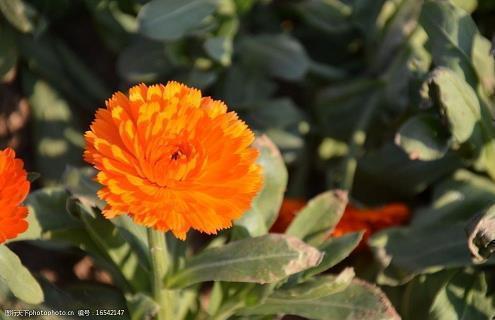 每日晨语美句汇总32句