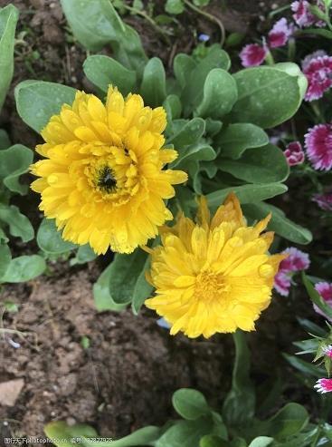 莫名其妙心烦意乱句子