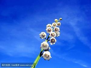 什么是真爱句子80句
