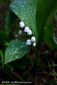 感恩节日的英语句子