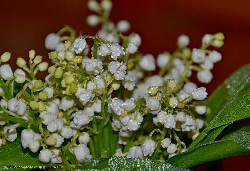 腊八节优美句子2021