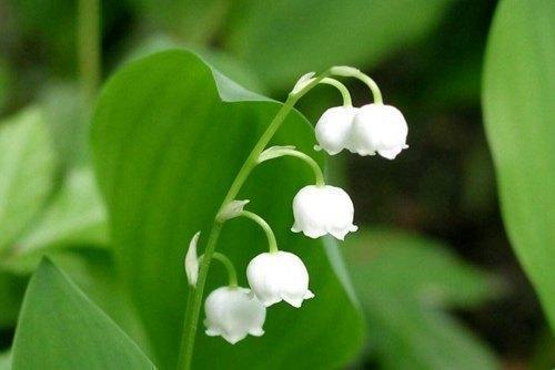教师节抖音标题怎么写 教师节发抖音的句子