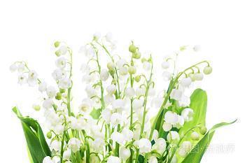 赞美雷锋的句子 赞美雷锋的精神的句子(精选34句)