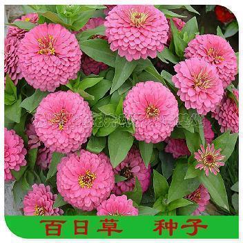 很甜很撩的古风句子文案大全,原创的古风句子简短一句话