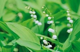 2021小暑微信朋友圈祝福语文案精选76句
