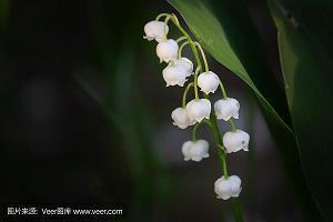 春天的句子描写春天的句子初中推荐40句