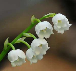 春节祝福语简短创意句子87句