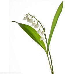 适合发朋友圈的早安语 早安的唯美句子推荐73句