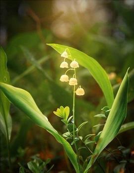 描写母亲外貌的句子(精选33句)