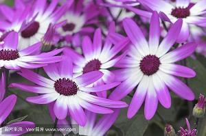 描写烟花的优美句子