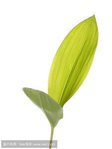 端午朋友圈祝福搞笑 端午节的搞笑说说43句