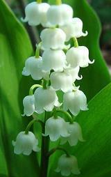 古代词中描写亲情的句子