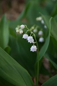 早安心语短句2021年 高情商的人说早安语句精选73句