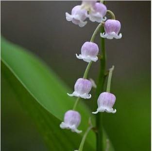 牛年拜年押韵顺口溜文案祝福语