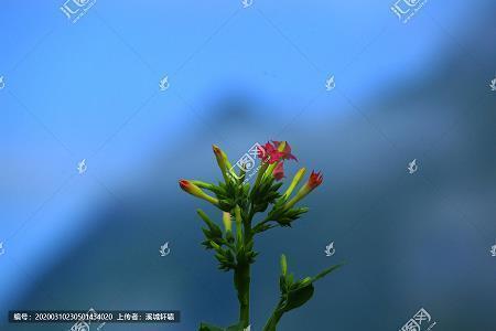 用庞然大物造句,庞然大物怎么造句