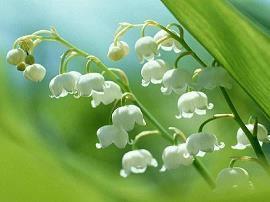 油菜花开的句子唯美朋友圈
