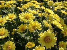 夏天说说心情带图片 适合夏天发朋友圈的话推荐54句