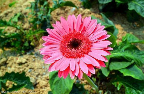 鼓励孩子们努力上进的句子 鼓励高三学生拼搏的话